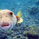 Illustration for article titled All The Dumbass Fish At The Aquarium…Ranked